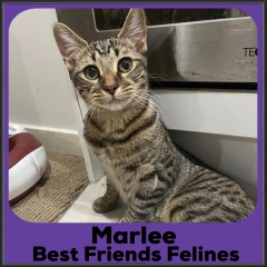 2021-Marlee