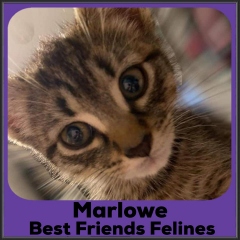 2021-Marlowe