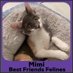 2021-Mimi