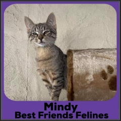 2021-Mindy