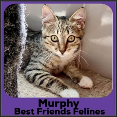 2021-Murphy