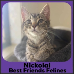 2021-Nickolai