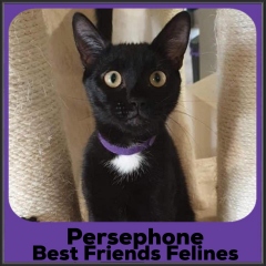 2021-Persephone