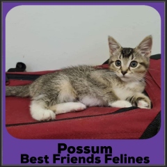 2021-Possum