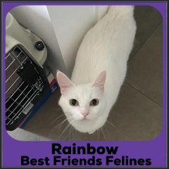 2021-Rainbow