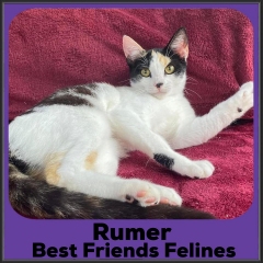 2021-Rumer