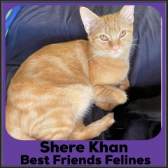 2021-Shere-Khan