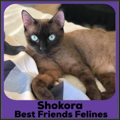 2021-Shokora