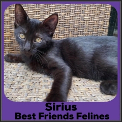 2021-Sirius