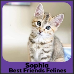2021-Sophia2