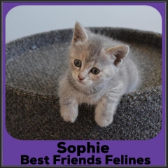 2021-Sophie