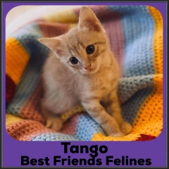 2021-Tango