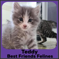 2021-Teddy