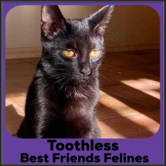 2021-Toothless2