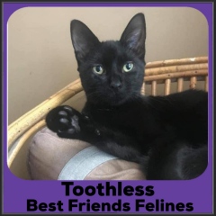 2021-Toothless3