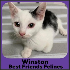 2021-Winston