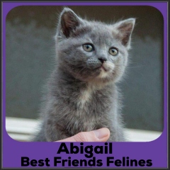 2022-Abigail