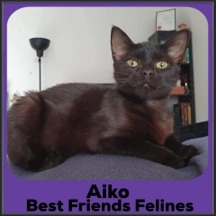 2022-Aiko
