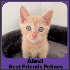 2022-Alexi