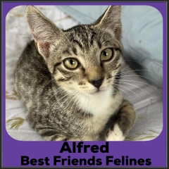 2022-Alfred