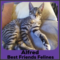 2022-Alfred1
