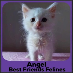 2022-Angel