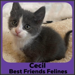 2022-Cecil