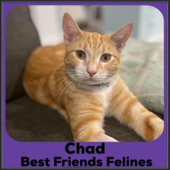 2022-Chad