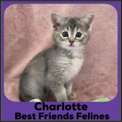 2022-Charlotte