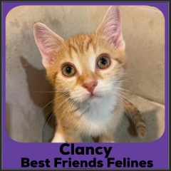 2022-Clancy