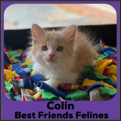 2022-Colin