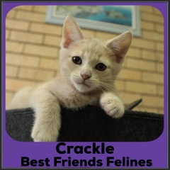 2022-Crackle