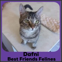 2022-Dafni