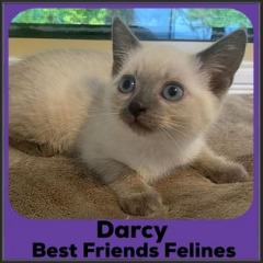 2022-Darcy