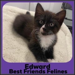 2022-Edward