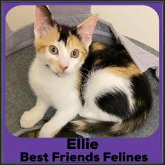 2022-Ellie