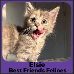 2022-Elsie