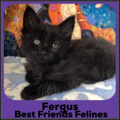 2022-Fergus