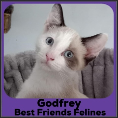 2022-Godfrey