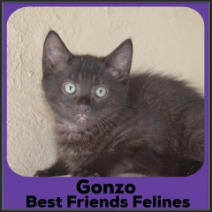 2022-Gonzo