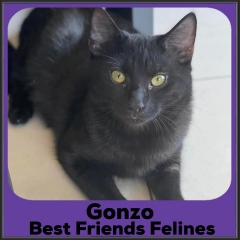 2022-Gonzo1