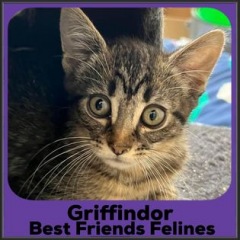 2022-Griffindor