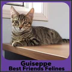 2022-Guiseppe