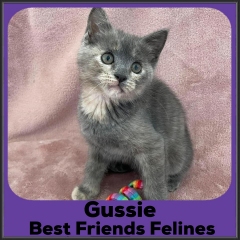 2022-Gussie