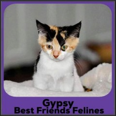 2022-Gypsy