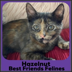 2022-Hazelnut