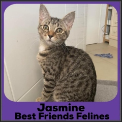 2022-Jasmine