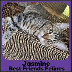 2022-Jasmine1