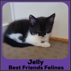 2022-Jelly