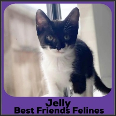 2022-Jelly2